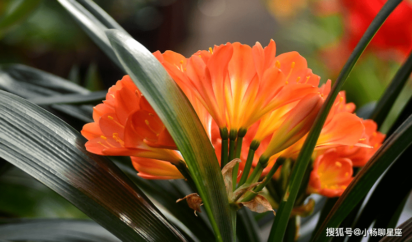 星空综合股份(中国)|
年龄变老 此外女人早已人老珠黄 她们却越来越有魅力的三大生肖(图2) 星空综合股份(中国)|
年龄变老 此外女人早已人老珠黄 她们却越来越有魅力的三大生肖(图2)