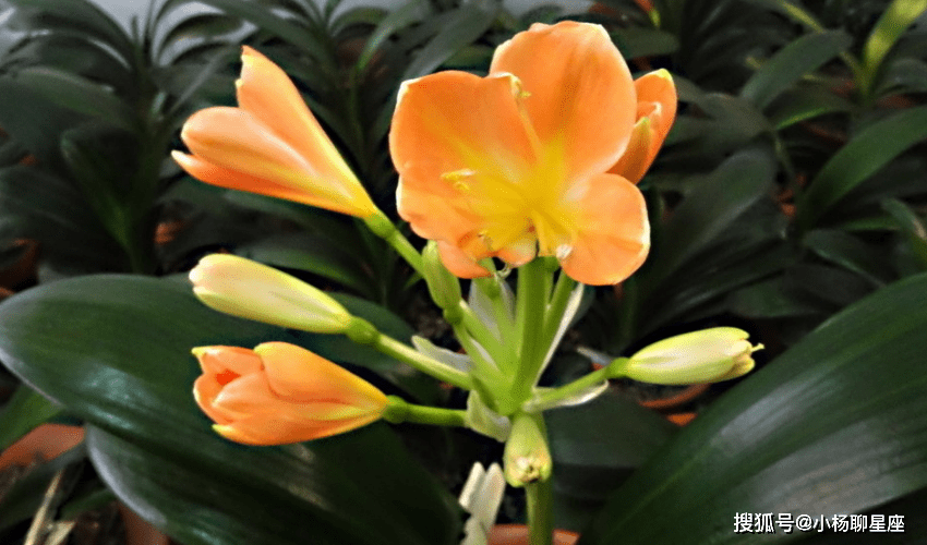 星空综合股份(中国)|
年龄变老 此外女人早已人老珠黄 她们却越来越有魅力的三大生肖(图3) 星空综合股份(中国)|
年龄变老 此外女人早已人老珠黄 她们却越来越有魅力的三大生肖(图3)